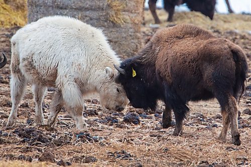 Sioux Valley Buffalo Saturday. (Chelsea Kemp/The Brandon Sun)