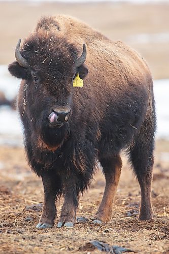 Sioux Valley Buffalo Saturday. (Chelsea Kemp/The Brandon Sun)