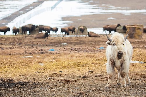 Sioux Valley Buffalo Saturday. (Chelsea Kemp/The Brandon Sun)