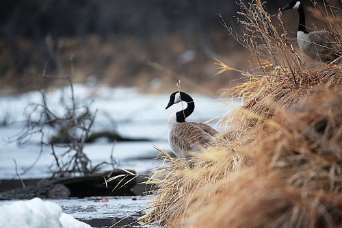 One of a pair of nesting Canada geese curls its neck on a cool and dreary Tuesday afternoon along the Souris River in the town of Souris. (Matt Goerzen/The Brandon Sun)