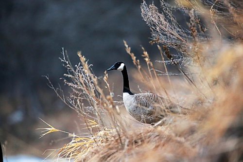 One of a pair of nesting Canada geese looks out over the Souris River on a cool and dreary Tuesday afternoon in the town of Souris. (Matt Goerzen/The Brandon Sun)