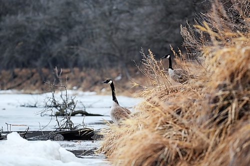 A pair of nesting Canada geese look out over the Souris River on a cool and dreary Tuesday afternoon in the town of Souris. (Matt Goerzen/The Brandon Sun)