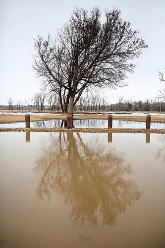 A tree is reflected in meltwater in a parking lot along the Assiniboine River on Tuesday morning. (Matt Goerzen/The Brandon Sun)