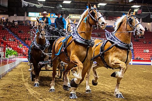 Johnson Belgians of Unity, SK, round the boards at the MB Hydro Four Horse Team Championship at the Royal Manitoba Winter Fair Thursday at Westoba Place. (Chelsea Kemp/The Brandon Sun)