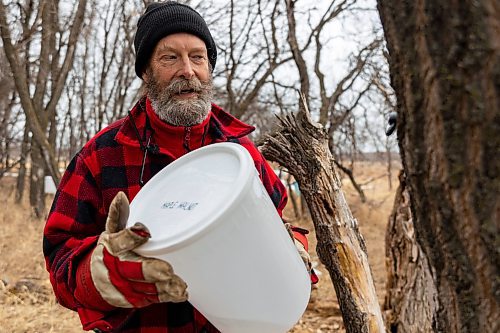Dave Barnes checks the sap collector pails at the Assiniboine Food Forest Saturday. (Chelsea Kemp/The Brandon Sun)