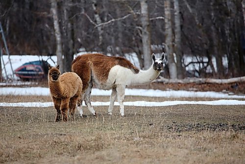 A pair of alpacas graze in a pasture northwest of Brandon on Wednesday afternoon. (Matt Goerzen/The Brandon Sun)