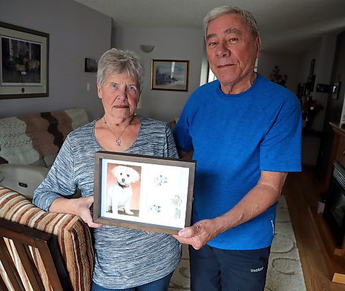 JASON HALSTEAD / WINNIPEG FREE PRESS

Ken and Mary Butchart show off a photo and the dog tag's of their deceased pet Holly in their home on April 7, 2022. Bichon Fris&#xe9;-cockapoo mix was badly mauled in 2018 by a dog they believe to have been a pitfull.
Re: Malak Abas story