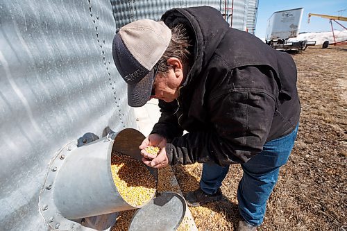 MIKE DEAL / WINNIPEG FREE PRESS
Farmer, Chuck Fossay, inspects a bin full of corn on his property about 20 miles west of Winnipeg Friday afternoon. 
Farmers are starting to plan out what to plant this year in light of all the disruptions in the market -- including the war in Ukraine -- that have driven prices up significantly in many commodities.
See Martin Cash story
220408 - Friday, April 08, 2022.