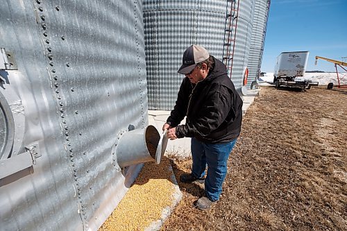 MIKE DEAL / WINNIPEG FREE PRESS
Farmer, Chuck Fossay, inspects a bin full of corn on his property about 20 miles west of Winnipeg Friday afternoon. 
Farmers are starting to plan out what to plant this year in light of all the disruptions in the market -- including the war in Ukraine -- that have driven prices up significantly in many commodities.
See Martin Cash story
220408 - Friday, April 08, 2022.