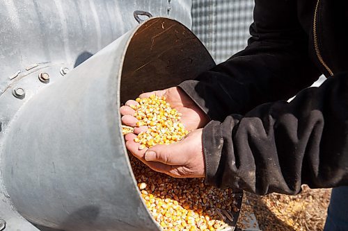 MIKE DEAL / WINNIPEG FREE PRESS
Farmer, Chuck Fossay, inspects a bin full of corn on his property about 20 miles west of Winnipeg Friday afternoon. 
Farmers are starting to plan out what to plant this year in light of all the disruptions in the market -- including the war in Ukraine -- that have driven prices up significantly in many commodities.
See Martin Cash story
220408 - Friday, April 08, 2022.