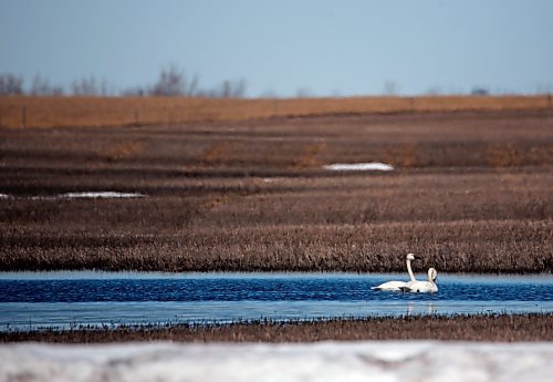 A pair of swans float on meltwater in a field west of CFB Shilo on Friday afternoon. (Matt Goerzen/The Brandon Sun)