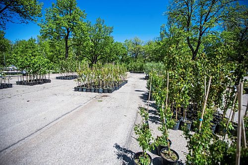 MIKAELA MACKENZIE / WINNIPEG FREE PRESS

Trees ready for folks to pick up as part of the ReLeaf program on the day before Arbor Day, which is taking place on Saturday, in Kildonan Park in Winnipeg on Friday, June 3, 2022. For --- story.
Winnipeg Free Press 2022.