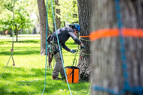 MIKAELA MACKENZIE / WINNIPEG FREE PRESS

Tree climber Jesse Antonation sets up ropes in advance of Arbor Day, which is taking place on Saturday, in Kildonan Park in Winnipeg on Friday, June 3, 2022. For --- story.
Winnipeg Free Press 2022.