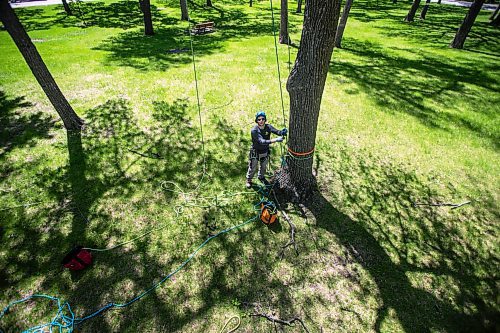 MIKAELA MACKENZIE / WINNIPEG FREE PRESS

Jesse Antonation belays for a preview of the tree-climber rope &quot;swing&quot; at Arbor Day, which is taking place on Saturday, in Kildonan Park in Winnipeg on Friday, June 3, 2022. For --- story.
Winnipeg Free Press 2022.