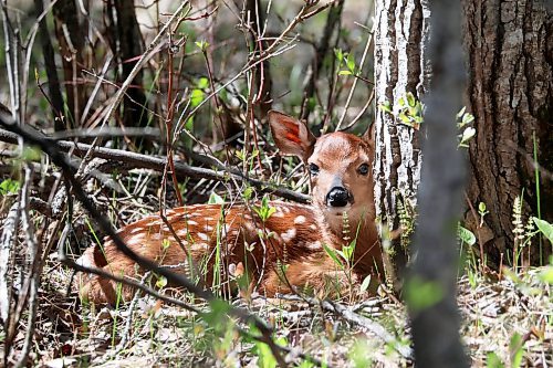 06062022
A fawn rests amid trees at Riding Mountain National Park on a sunny Monday. 
(Tim Smith/The Brandon Sun)