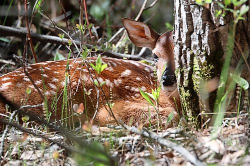 06062022
A fawn rests amid trees at Riding Mountain National Park on a sunny Monday. 
(Tim Smith/The Brandon Sun)