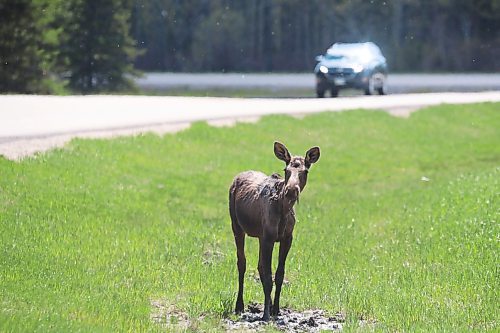 06062022
A moose forages along the shoulder of Highway 10 in Riding Mountain National Park on a sunny Monday. 
(Tim Smith/The Brandon Sun)