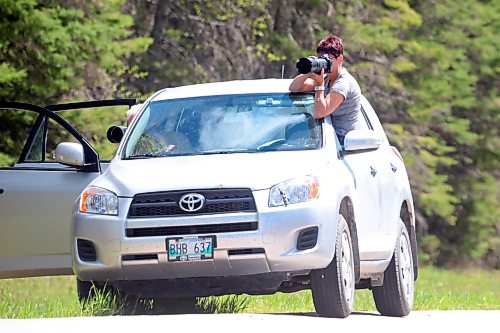 06062022
Visitors to Riding Mountain National Park photograph a black bear along Highway 10 from the safety of their vehicle on Monday.
(Tim Smith/The Brandon Sun)