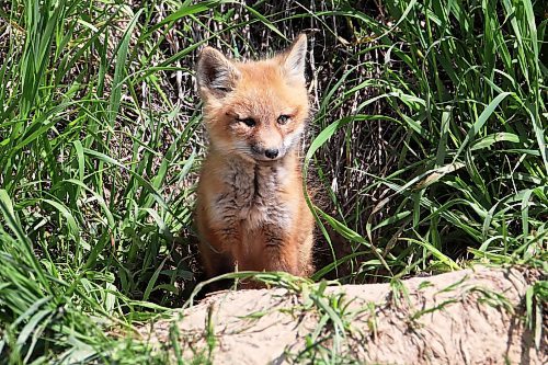 07062022
a red fox kit sits at the entrance to a den along Kirkham Road on Tuesday. (Tim Smith/The Brandon Sun)