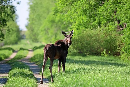 07062022
a young bull moose strolls along a machinery road off of Kirkham Road west of Brandon on Tuesday. (Tim Smith/The Brandon Sun)