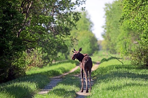 07062022
a young bull moose strolls along a machinery road off of Kirkham Road west of Brandon on Tuesday. (Tim Smith/The Brandon Sun)