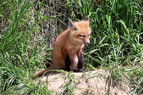 07062022
a red fox kit sits at the entrance to a den along Kirkham Road on Tuesday. (Tim Smith/The Brandon Sun)