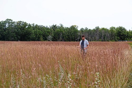 MIKE DEAL / WINNIPEG FREE PRESS
Cameron Ruml, curator at the Living Prairie Museum looks at some Big bluestem grass.
As the calendar shifts to fall, Winnipeg&#x2019;s natural habitat prepares for winter with plants sprouting seed pods, birds fattening up before migrating south, and late summer plants bursting into bloom.
See Brenda Suderman story
220914 - Wednesday, September 14, 2022.
