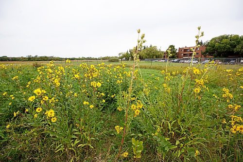 MIKE DEAL / WINNIPEG FREE PRESS
Some Prairie Rosinweed with their yellow petals and the tall Compass plant can be found at Winnipeg&#x2019;s Living Prairie Museum at 2795 Ness Avenue.
As the calendar shifts to fall, Winnipeg&#x2019;s natural habitat prepares for winter with plants sprouting seed pods, birds fattening up before migrating south, and late summer plants bursting into bloom.
See Brenda Suderman story
220914 - Wednesday, September 14, 2022.