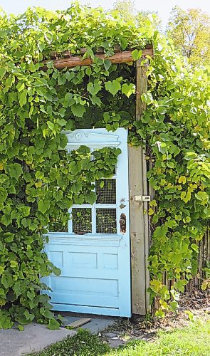 Colleen Zacharias / Winnipeg Free Press
The vine-covered door that leads to Alice's Wonderland.