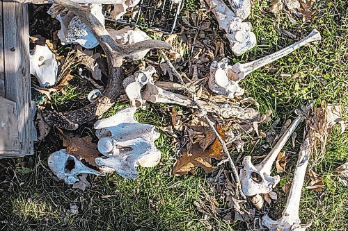 MIKAELA MACKENZIE / WINNIPEG FREE PRESS



Bones lie in the grass beside Inuit carver Goota Ashoona's work bench near Elie on Tuesday, Nov. 9, 2021. For Jen story.

Winnipeg Free Press 2021.