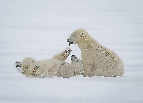 JESSICA LEE / WINNIPEG FREE PRESS



Polar bears play in the snow on Churchill, Manitoba on November 20, 2021



Reporter: Sarah