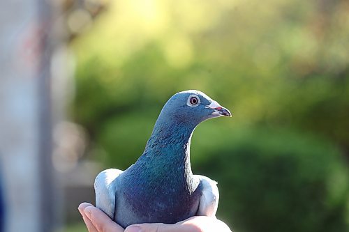 SHANNON VANRAES/WINNIPEG FREE PRESS

Bill Voulgaris holds a racing pigeon on October 16, 2021.