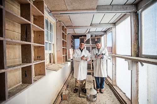 MIKAELA MACKENZIE / WINNIPEG FREE PRESS



Bill Voulgaris (left) and Ken Van Walleghem pose for a portrait with their racing pigeons at VV Loft in Winnipeg on Saturday, Nov. 20, 2021. For Ben Waldman story.

Winnipeg Free Press 2021.