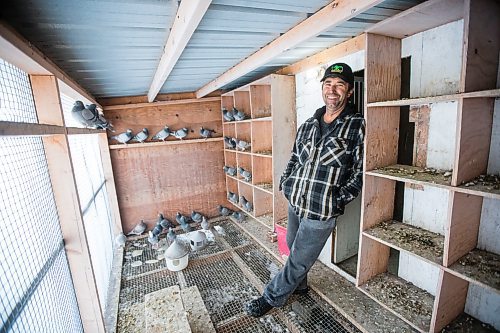 MIKAELA MACKENZIE / WINNIPEG FREE PRESS



Joe Belchior poses for a portrait in his racing pigeon loft on his property near Woodlands, Manitoba on Saturday, Nov. 20, 2021. For Ben Waldman story.

Winnipeg Free Press 2021.