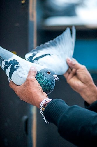 MIKAELA MACKENZIE / WINNIPEG FREE PRESS



Alan Reyes poses for a portrait with a racing pigeon at the Team Reyes loft in Winnipeg on Friday, Nov. 26, 2021. For Ben Waldman story.

Winnipeg Free Press 2021.