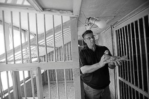 SHANNON VANRAES/WINNIPEG FREE PRESS

Bill Voulgaris holds a racing pigeon in a pigeon loft, or aviary, on October 16, 2021.