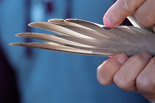 SHANNON VANRAES/WINNIPEG FREE PRESS

Bill Voulgaris inspects the wing of a racing pigeon on October 16, 2021.