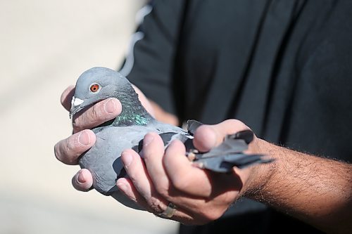 SHANNON VANRAES/WINNIPEG FREE PRESS

Bill Voulgaris holds a racing pigeon on October 16, 2021.