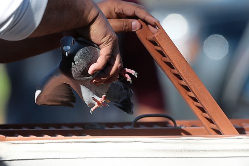 SHANNON VANRAES/WINNIPEG FREE PRESS

Henry Salazar removes a racing pigeon from a crate on October 16, 2021.