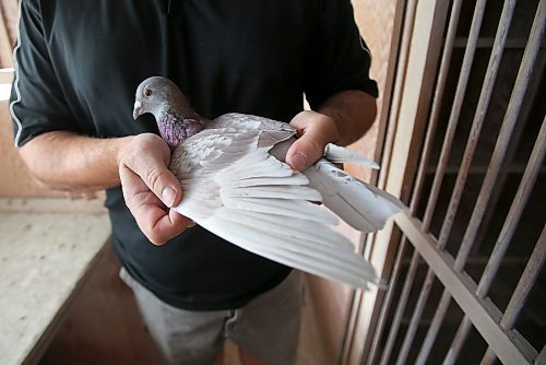 SHANNON VANRAES/WINNIPEG FREE PRESS

Bill Voulgaris inspects the wing of a racing pigeon on October 16, 2021.