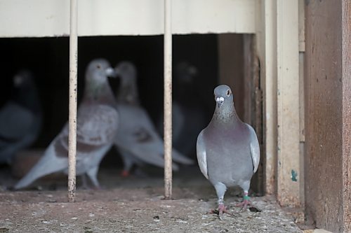 SHANNON VANRAES/WINNIPEG FREE PRESS

Racing pigeons on October 16, 2021.