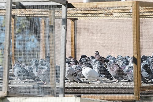 SHANNON VANRAES/WINNIPEG FREE PRESS

Racing pigeons enjoy warm weather on October 16, 2021.