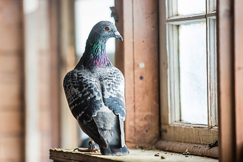 MIKAELA MACKENZIE / WINNIPEG FREE PRESS



Racing pigeons at VV Loft in Winnipeg on Saturday, Nov. 20, 2021. For Ben Waldman story.

Winnipeg Free Press 2021.