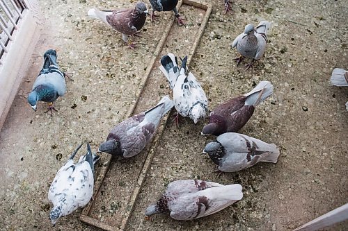 MIKAELA MACKENZIE / WINNIPEG FREE PRESS



Racing pigeons at VV Loft in Winnipeg on Saturday, Nov. 20, 2021. For Ben Waldman story.

Winnipeg Free Press 2021.