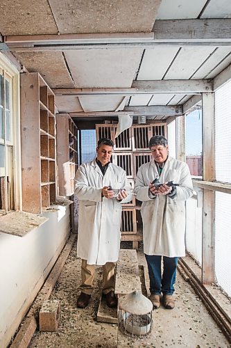 MIKAELA MACKENZIE / WINNIPEG FREE PRESS



Bill Voulgaris (left) and Ken Van Walleghem pose for a portrait with their racing pigeons at VV Loft in Winnipeg on Saturday, Nov. 20, 2021. For Ben Waldman story.

Winnipeg Free Press 2021.