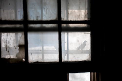 MIKAELA MACKENZIE / WINNIPEG FREE PRESS



Racing pigeons at VV Loft in Winnipeg on Saturday, Nov. 20, 2021. For Ben Waldman story.

Winnipeg Free Press 2021.