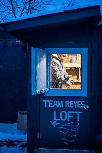 MIKAELA MACKENZIE / WINNIPEG FREE PRESS



Angelo Reyes at the Team Reyes racing pigeon loft in Winnipeg on Friday, Nov. 26, 2021. For Ben Waldman story.

Winnipeg Free Press 2021.