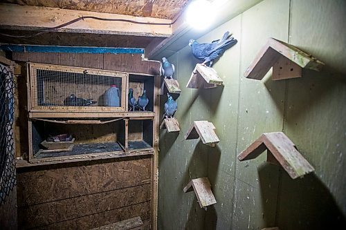 MIKAELA MACKENZIE / WINNIPEG FREE PRESS



The Team Reyes racing pigeon loft in Winnipeg on Friday, Nov. 26, 2021. For Ben Waldman story.

Winnipeg Free Press 2021.