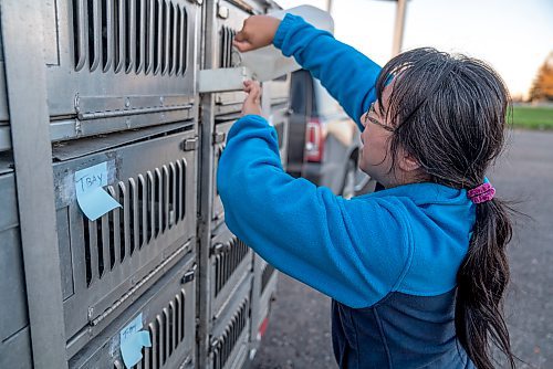 Homing Courier Pigeons are poured water by Lilly Guo before being released from Thunder Bay, Ontario, to return to Winnipeg, Manitoba, in a long distance race. The Winnipeg Free Press  / David Jackson 