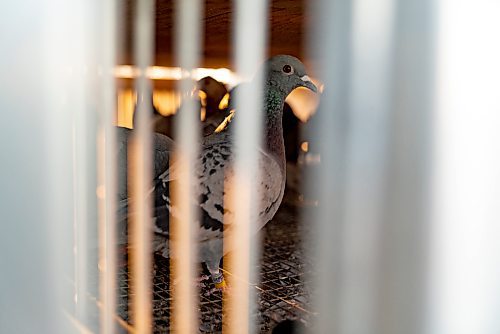 Homing Courier Pigeons are crated in a trailer before being released from Thunder Bay, Ontario, to return to Winnipeg, Manitoba, in a long distance race. The Winnipeg Free Press  / David Jackson 